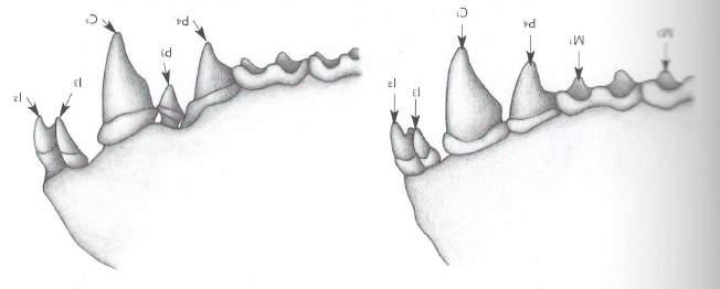 PIPISTRELLI Hypsugo savii