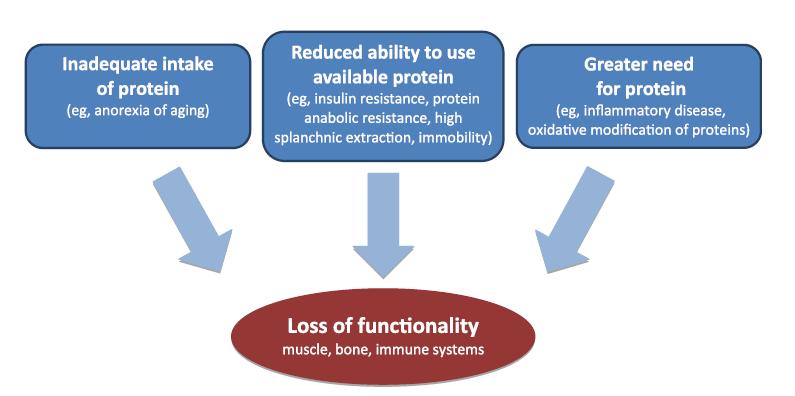 Optimal muscle protein metabolism, is highly dependent