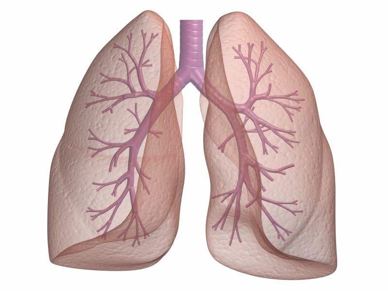 13 I polmoni I polmoni sono due organi pari costituiti da un tessuto spugnoso.