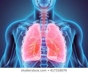 Attraverso la respirazione polmonare viene garantito il rifornimento