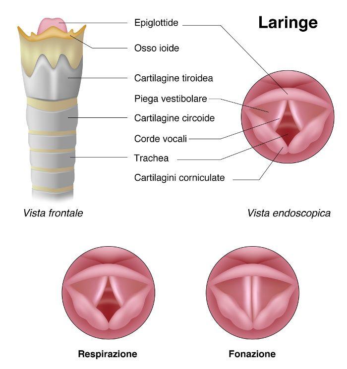 9 Quali sono le funzioni della laringe?