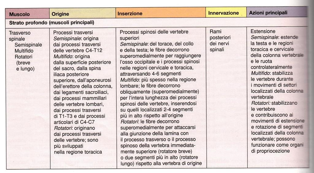 SPINO DORSALI-> strato