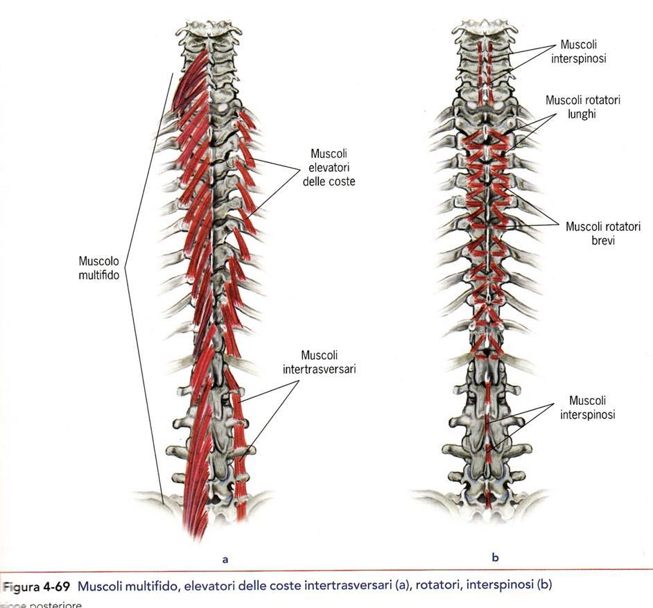SPINO DORSALI-> strato profondo STRATO PROFONDO: Muscoli