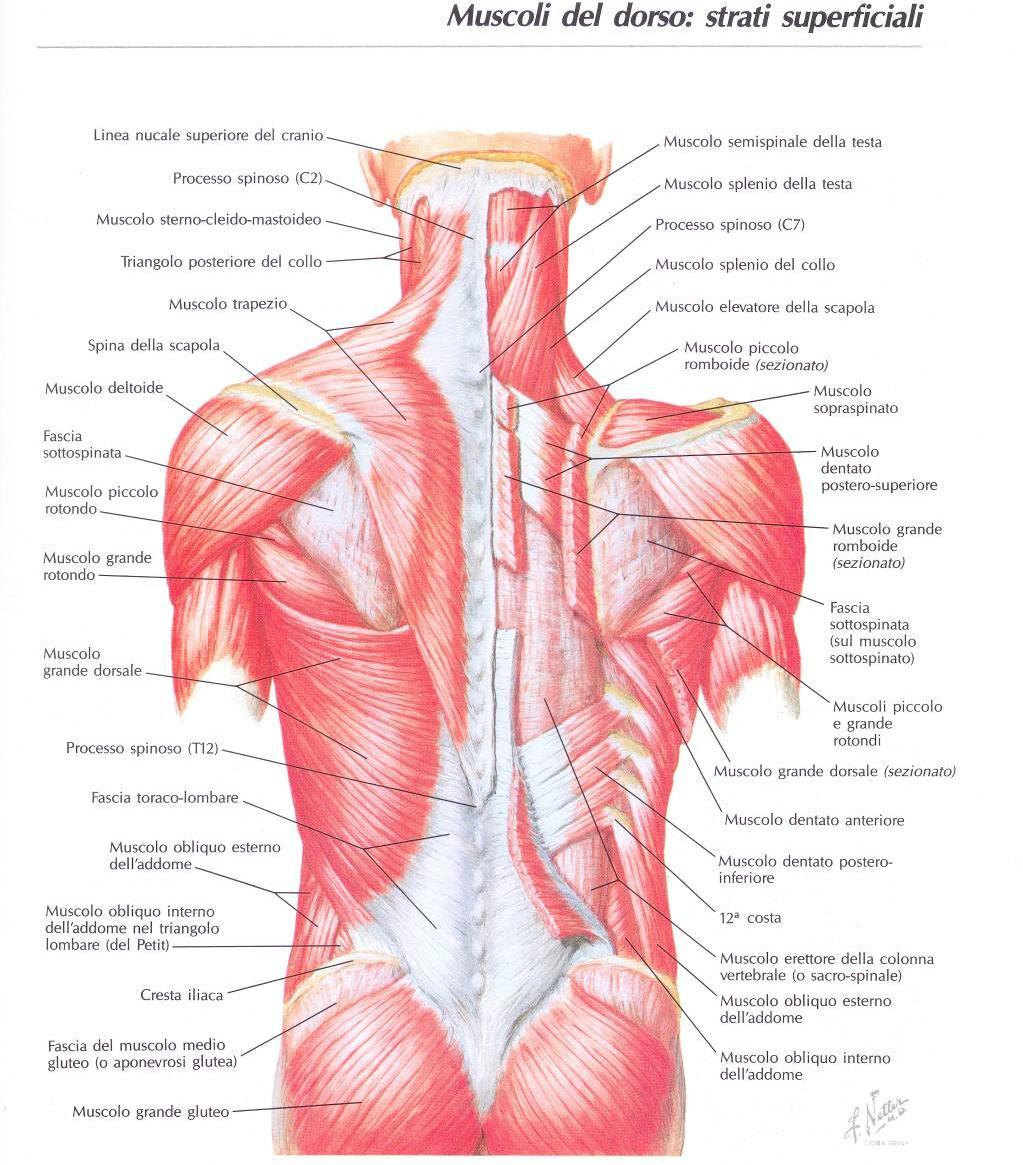 Spino-Appendicolari (> azione scheletro arto superiore -> spalla) Azione sulla