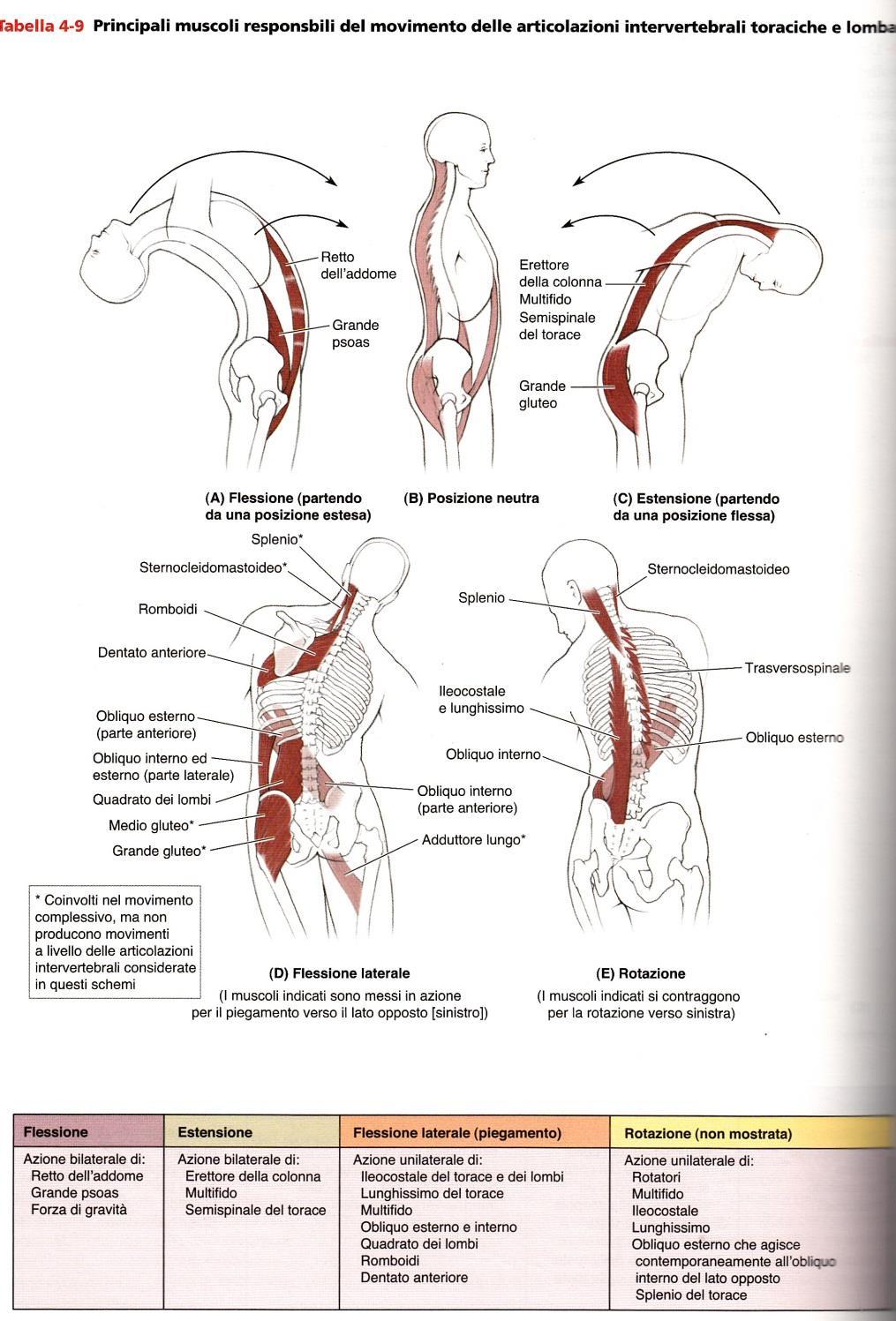 Muscoli motori del