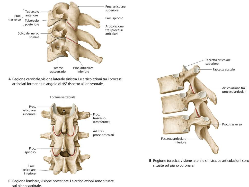 DIREZIONE dei movimenti tra due vertebre contigue dipende da: piano su cui giacciono le faccette articolari dei