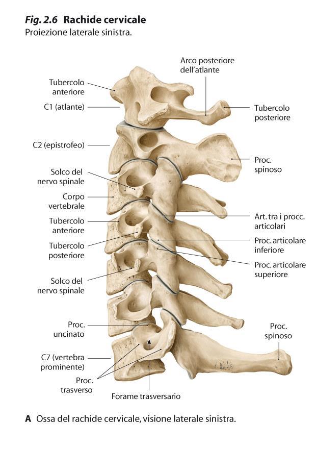 Vertebre CERVICALI C3-C7 Disposizione delle faccette articolari sui processi articolari nelle vertebre cervicali Dirette circa