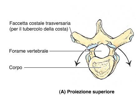 Vertebre TORACICHE Disposizione delle faccette articolari sui processi articolari nelle vertebre toraciche Dirette