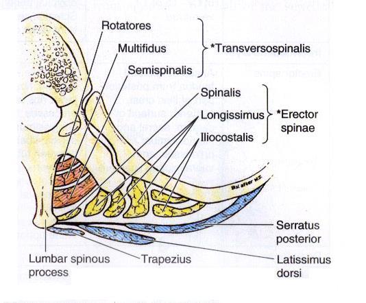 Sezione Trasversale dei Muscoli SPINO - DORSALI STRATO SUPERFICIALE: Muscolo Sacro- Spinale (Erector