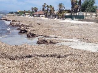 Sul tema della posidonia occorre realizzare campagne di comunicazione atte a sensibilizzare la popolazione.