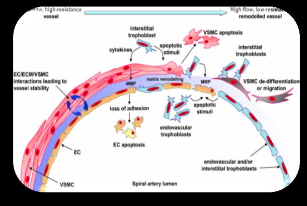 Il citotrofoblasto invade e tappezza le pareti delle arterie spirali e ne causa il rimodellamento.