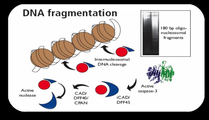 morte cellulare o apoptosi (citochine - mediata) determina la frammentazione del DNA in