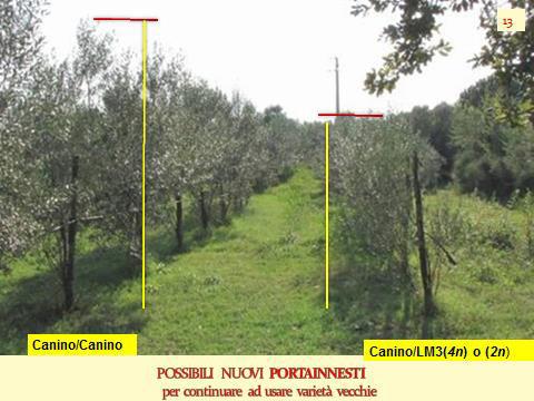 4 nodo dello sviluppo: la RICERCA e la SPERIMENTAZIONE Raccordo tra Enti di Ricerca, Organi di governo Regionali, Organizzazioni di Produttori Costituzione di «Campi pilota con varietà e accessioni