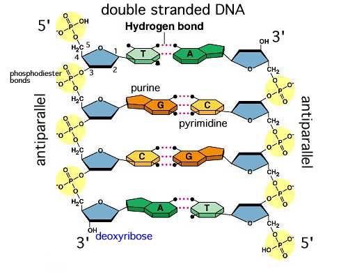 La molecola di DNA consiste di due catene polinucleotidiche avvolte l una intorno all altra a formare una doppia elica destrorsa; Le due catene sono antiparallele (hanno polarità opposta): un