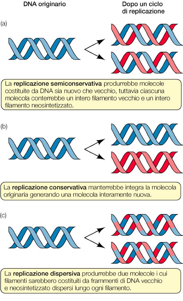 Possibili modelli di replicazione del DNA La struttura a doppia elica suggeriva come il materiale genetico potesse determinare la struttura delle proteine: la sequenza dei nucleotidi dettava