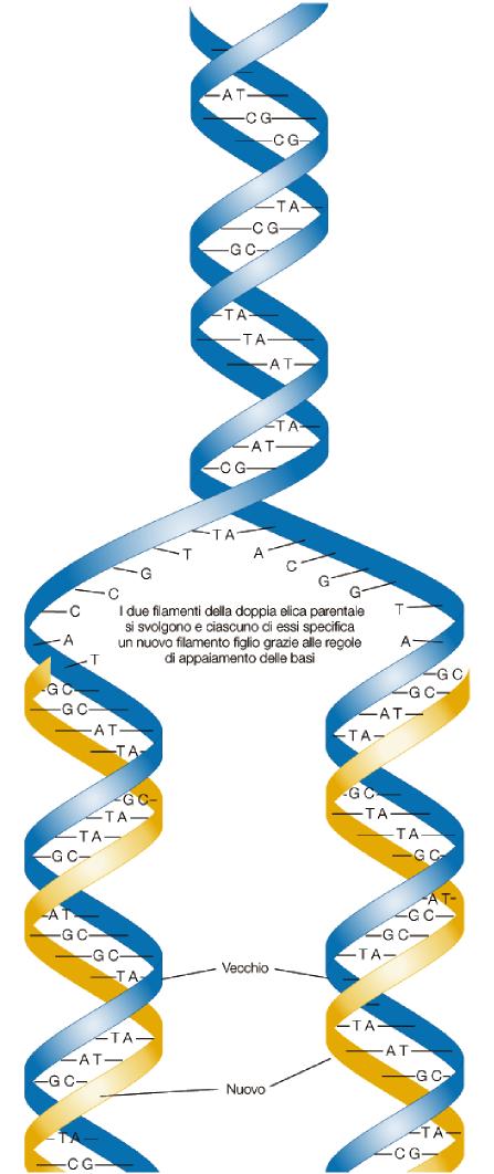 Modello di replicazione di tipo semiconservativo Le due eliche si separano e ciascuna funge da stampo per