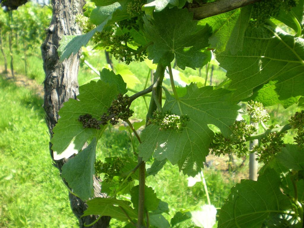 Trinciare l erba solo DOPO aver effettuato il trattamento antiperonosporico. PERONOSPORA: La piovosità settimanale per l area viticola è compresa tra i 35 e i 43 mm circa.