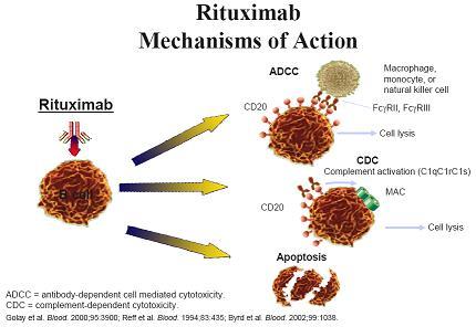 INTRODUZIONE Rituximab for idiopathic membranous nephropathy. Remuzzi G et al. Lancet.