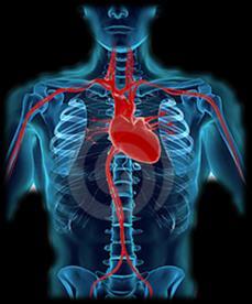 L apparato cardiocircolatorio Si compone di: 1. cuore 2. vasi sanguigni 3. sangue Le principali funzioni sono: 1.