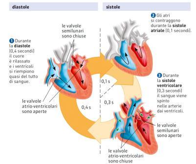Il sangue riempie gli atri e scende nei ventricoli che sono in diastole.