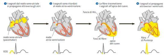 L attività elettrica del cuore può essere registrata attraverso un elettrocardiogramma.