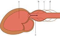 angolo della mandibola, lati del collo Con lo sfigmomanometro è possibile misurare la pressione del sangue nelle arterie, sia in