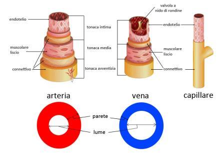 Ci sono tre diversi tipi di vasi entro cui scorre il sangue: le arterie, i capillari e le vene.
