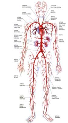 Dal cuore partono due arterie: l arteria polmonare e l aorta. L aorta compie un breve tratto ascendente, poi descrive un arco e quindi si fa discendente. Nel tratto ascendente emette le coronarie.