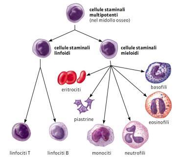 Una cellula staminale multipotente dà origine a due linee cellulari diverse: le cellule staminali linfoidi e le cellule staminali mieloidi.