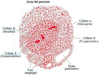 Metabolismo glicidico INSULINO-RESISTENZA Tessuto