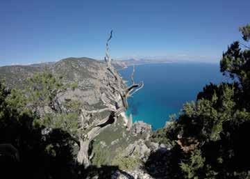 TREKKING ISPIRATO AL «SELVAGGIO BLU» GIORNO 6 - Giovedi Cala Luna - Cala Fuili Escursione immersione nella macchia mediterranea per arrivare in tarda mattinata sulla splendida