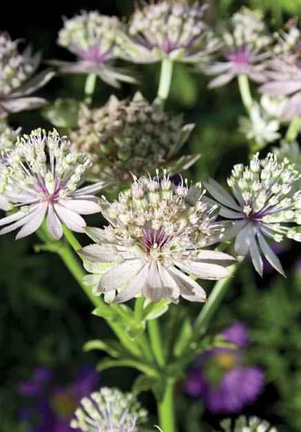 Astrantia major astranzia maggiore epoca di fioritura maggio - settembre 24 24 BIANCO Pianta erbacea perenne alta fino a 80 cm.