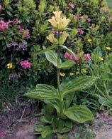 170 170 GIALLO - ARANCIONE Gentiana lutea genziana maggiore stato specie protetta epoca di fioritura giugno - agosto Pianta erbacea perenne, alta 40-150 cm, con lunga radice a fittone robusta e