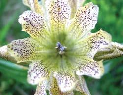 Gentiana punctata genziana punteggiata epoca di fioritura luglio - agosto Pianta erbacea perenne, alta 20-50 cm, con un grosso rizoma legnoso e obliquo, e fusto robusto, eretto, semplice.