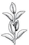 GLOSSARIO illustrato 530 530 VERDE - MARRONE PER SAPERNE DI PIÙ Urtica dioica ortica epoca di fioritura maggio - novembre Pianta erbacea perenne, rizomatosa, alta 30-250 cm, con fusto eretto,