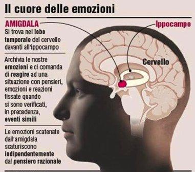 IL SISTEMA LIMBICO Il sistema limbico è costituito da un insieme di regioni appartenenti al sistema nervoso centrale, tra loro connesse.