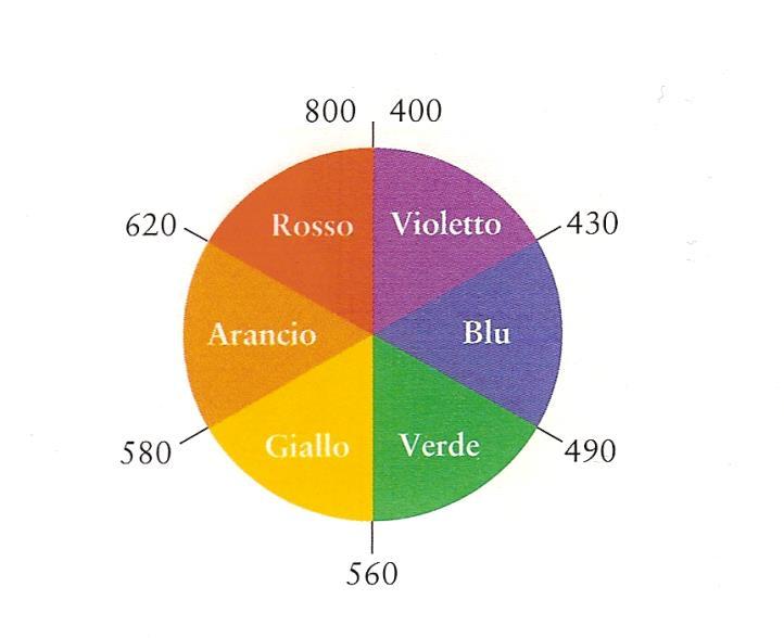 Misurare l assorbanza ad ogni lunghezza d onda della radiazione incidente significa registrare lo SPETTRO DI ASSORBIMENTO Quello riportato è lo spettro di assorbimento delle due forme di clorofilla