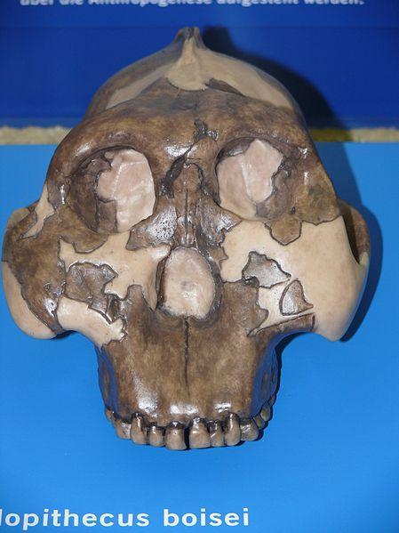 NUTCRAKER MAN-SCHIACCIANOCI L'Australopithecus boisei fu uno dei primi ominidi ed il più grande del genere Paranthropus.