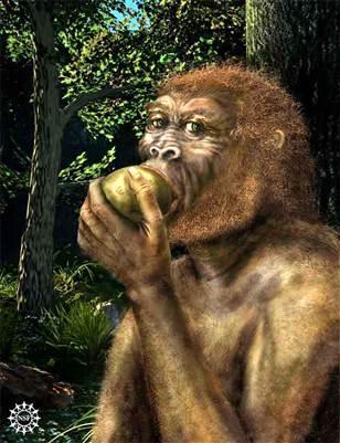 SCOPERTA Il primo fossile di Australopithecus boisei venne identificato il 17 luglio 1959 nella gola di Olduvai in Tanzania, ad opera dell'antropologa Mary Leakey.