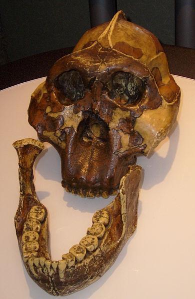 ALTRI RITROVAMENTI. Richard Leakey, figlio di Louis e Mary, negli anni 1969 e 1970 scoprì altri due fossili appartenenti alla stessa specie, entrambi a Koobi Fora nei pressi del lago Turkana in Kenia.