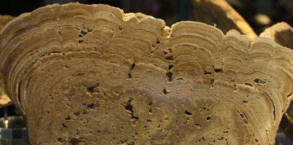 Stromatoliti In Australia e nella Repubblica Sudafricana sono stati ritrovati dei piccolissimi resti di forma sferica.