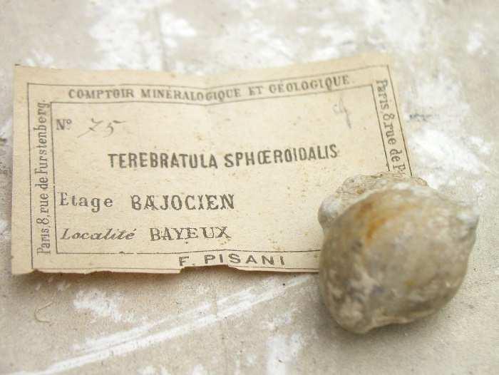 Superfamiglia Brachiopoda Articulata Terebratulida Terebratulidae Terebratula sphoeroidalis Mesozoico - Giurassico - Bajocien Terebratula Mineralizzato