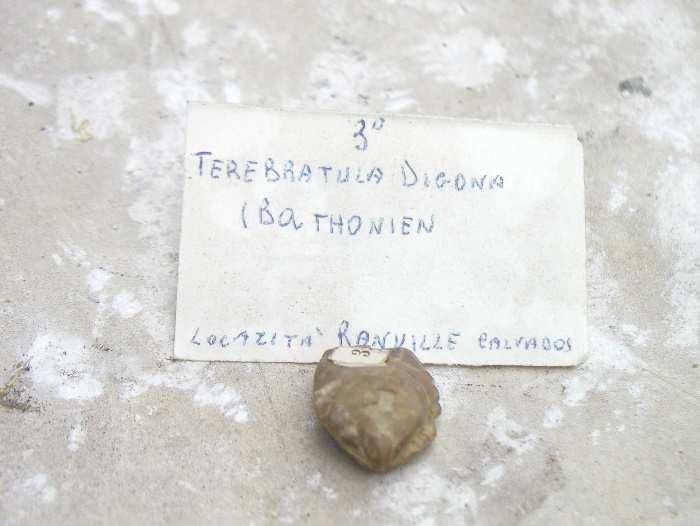 Superfamiglia Brachiopoda Articulata Terebratulida Terebratulidae Terebratula digona Mesozoico -