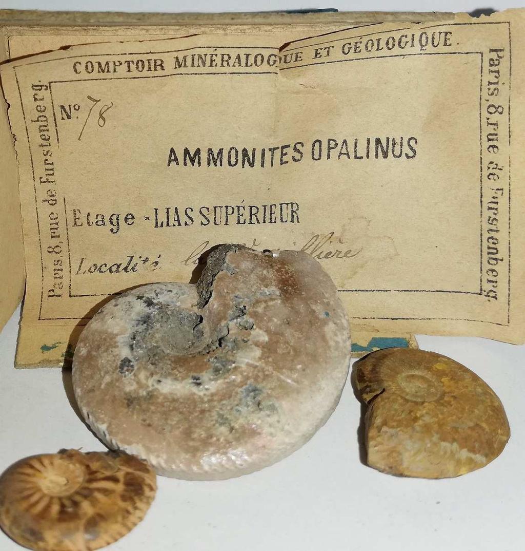 Ammonites opalina Superfamiglia sp. Mesozoico - Fossile Guida Ditta F.