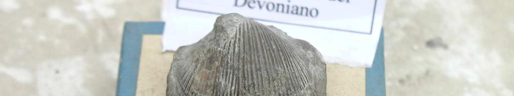 Si ritrovano nei sedimenti marini di età compresa tra il Siluriano inferiore (Telychiano) e il Devoniano