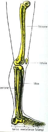 -capsulite acuta o cronica: dell anca del ginocchio tibiofibulare superiore - stiramento: dei legamenti coronari del ginocchio della caviglia subtalare acuto o cronico del legamento