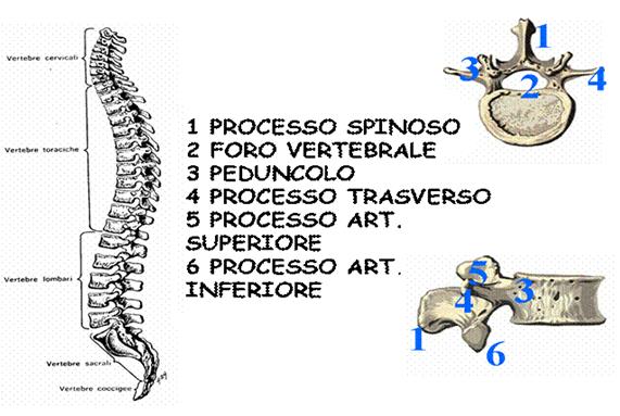 sacroiliaca dell articolazione temporomandibolare -