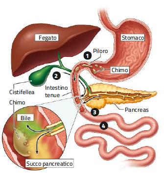4. La digestione e l assorbimento nell intestino tenue /2 1. Quando il piloro si rilassa, il chimo passa nell intestino tenue. 2.