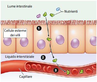 4. La digestione e l assorbimento nell intestino tenue /3 Con l assorbimento, le piccole molecole prodotte dalla digestione passano dal tratto digerente