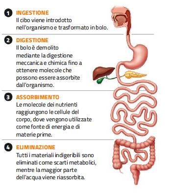 1. La struttura e le funzioni dell apparato digerente /2 Il processo digestivo comprende quattro fasi: ingestione